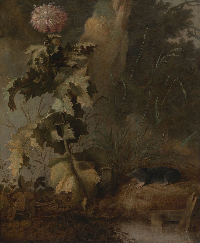 An Egyptian Poppy and a Water Mole, vintage artwork by John Crome, 12x8" (A4) Poster