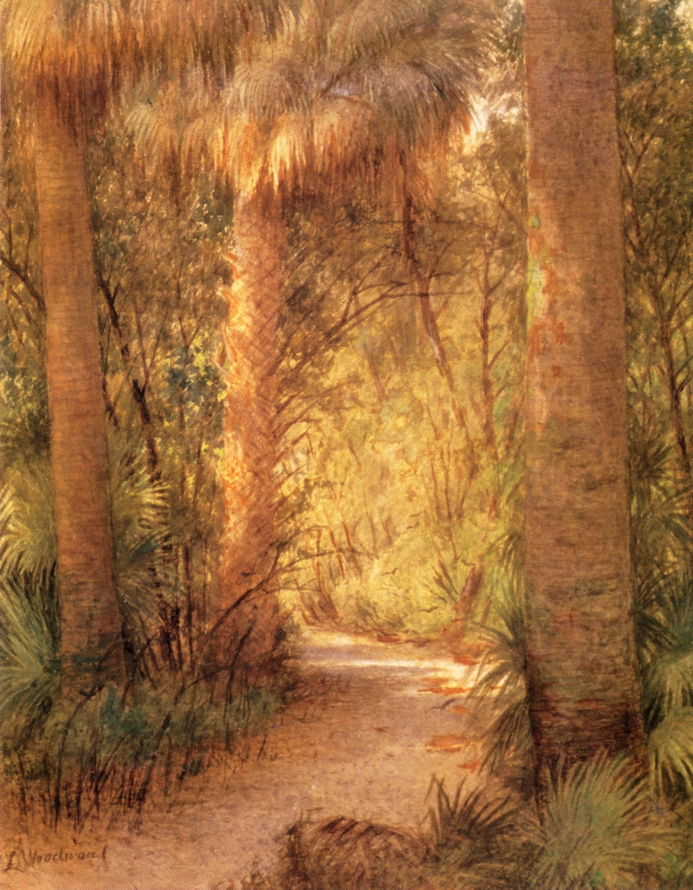 Jungle Rain, Palm Beach, vintage artwork by Laura Woodward, 12x8" (A4) Poster