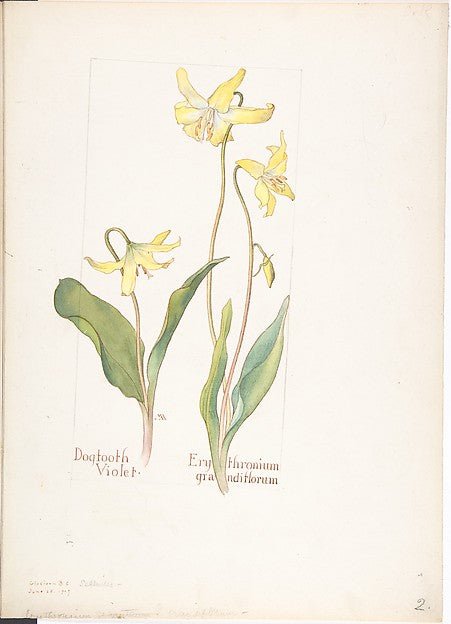 Dogtooth Violet Erythromium grandiflorum July 14, 1909-Margar, vintage art, A3 (16x12") Poster Print