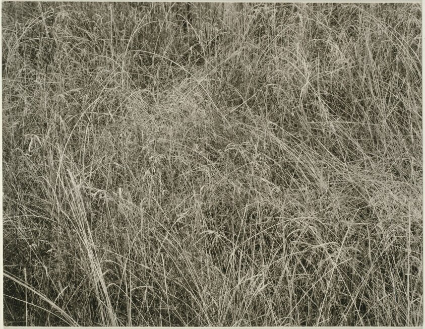 Grass by Alfred Stieglitz, 23x16"( A2 size) Poster Print