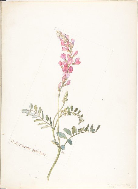 Hedysarum Pabulare 1909–14-Margaret Neilson Armstrong , vintage art, A3 (16x12") Poster Print