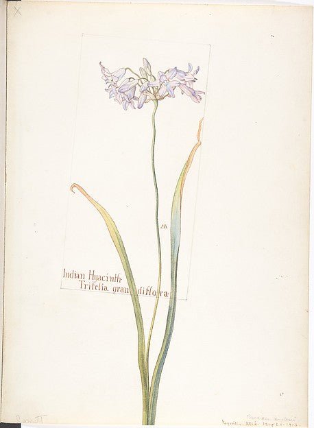 Indian Hyacinth Tritelia grandiflora May 23, 1913-Margaret Ne, vintage art, A3 (16x12") Poster Print
