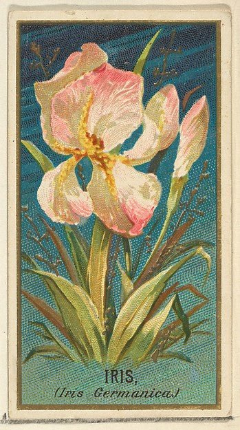 :Iris from the Flowers series for Old Judge Cigarettes 1890, vintage artwork, 16x12"(A3) Poster Print