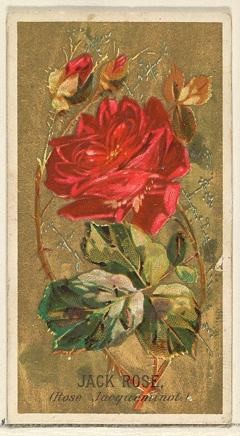 :Jack Rose from the Flowers series for Old Judge Cigarettes 1890, vintage artwork, 16x12"(A3) Poster Print