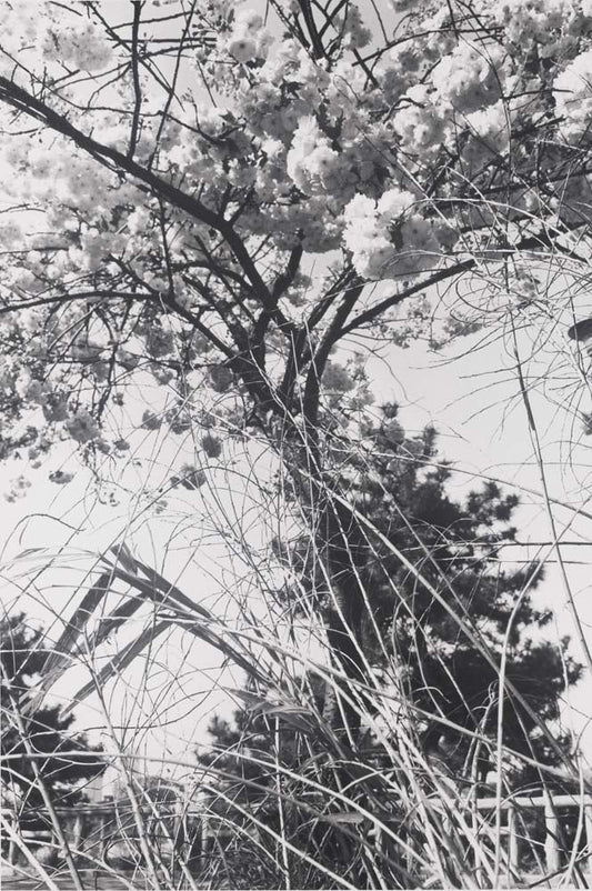 Lee Friedlander - Tokyo Japan, vintage historic photograph, modern poster print