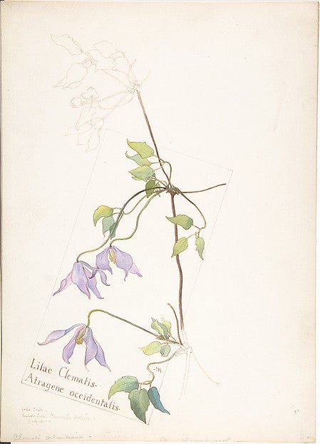 Lilac Clematis Atragene occidentalis July 1909-Margaret Neils, vintage art, A3 (16x12") Poster Print