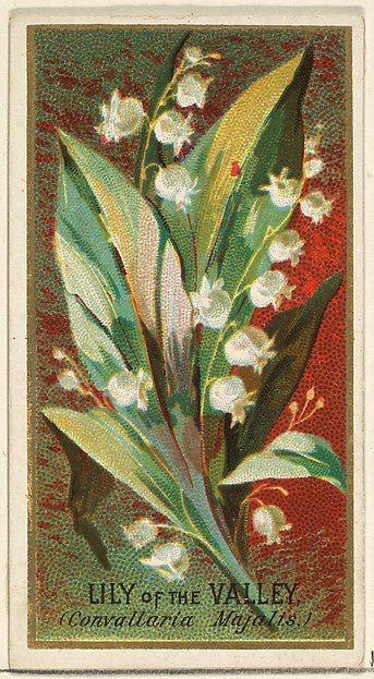 :Lily of the Valley from the Flowers series for Old Judge Cigarettes 1890, vintage artwork, 16x12"(A3) Poster Print
