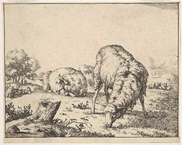 Marcus de Bye:Sheep from a set of 16 plates 1664, vintage artwork, 16x12"(A3) Poster Print