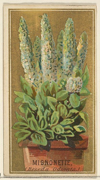 :Mignonette from the Flowers series for Old Judge Cigarettes 1890, vintage artwork, 16x12"(A3) Poster Print