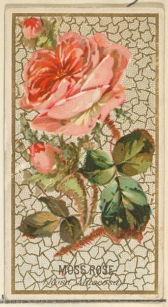 :Moss Rose from the Flowers series for Old Judge Cigarettes 1890, vintage artwork, 16x12"(A3) Poster Print