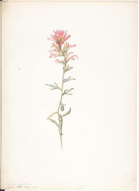 Northwest Indian Paintbrush Castilleja Angustifolia May 26, 1, vintage art, A3 (16x12") Poster Print