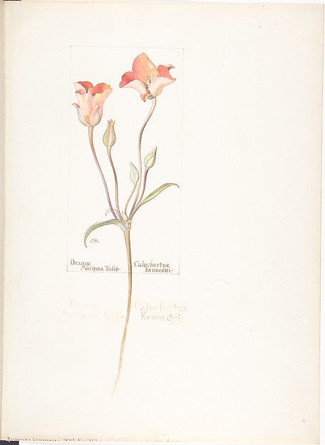 Orange Mariposa Tulip Calochortus Kennedyi April 21, 1914-Mar, vintage art, A3 (16x12") Poster Print