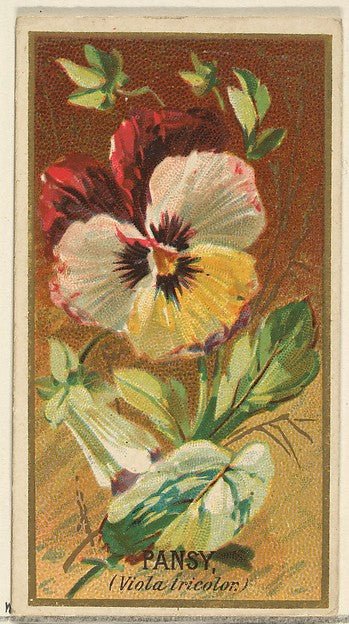 :Pansy from the Flowers series for Old Judge Cigarettes 1890, vintage artwork, 16x12"(A3) Poster Print