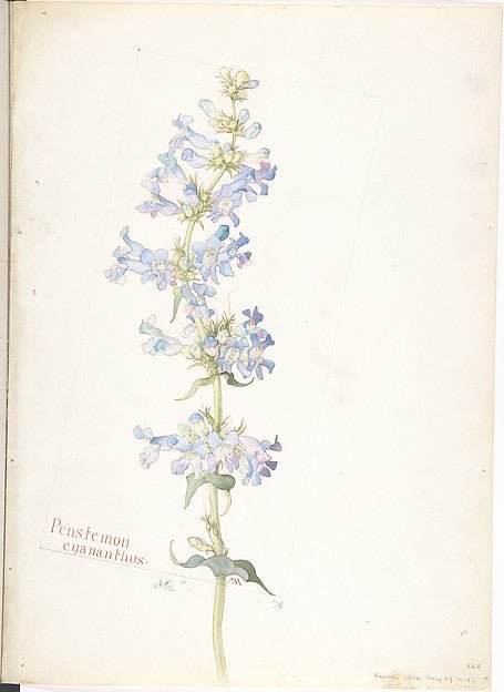 Penstemon cyananthus May 29, 1913-Margaret Neilson Armstrong , vintage art, A3 (16x12") Poster Print