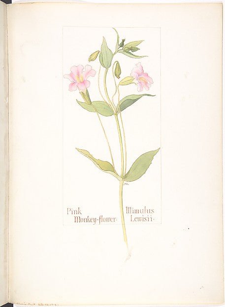 Pink Monkey-flower Mimulus Lewisii July 16, 1912-Margaret Nei, vintage art, A3 (16x12") Poster Print