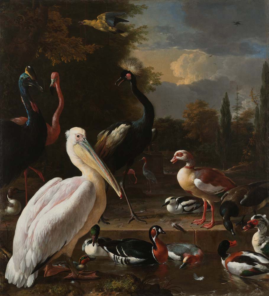 a pelican & other birds by M.d'Hondecoeter, 12x8" (A4) Poster