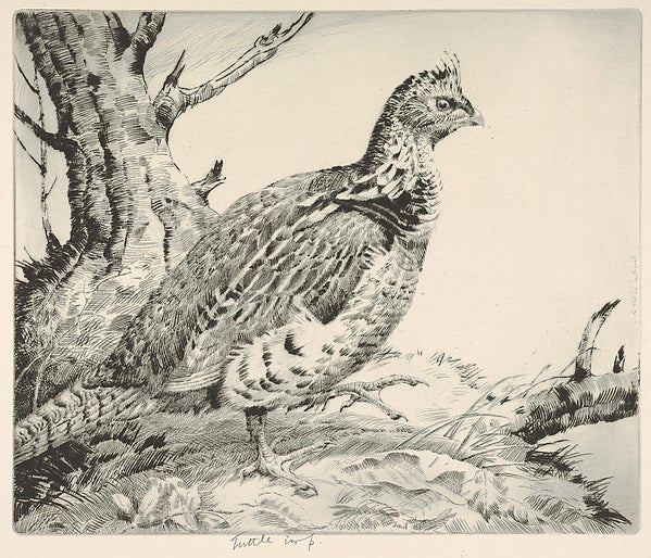 Ruffled Grouse 1935-Henry Emerson Tuttle , vintage art, A3 (16x12") Poster Print