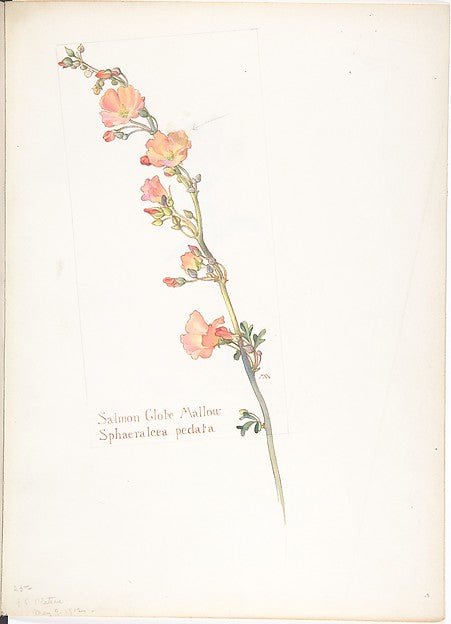 Salmon Globe Mallow Sphaeralcea pedata May 9, 1912-Margaret N, vintage art, A3 (16x12") Poster Print