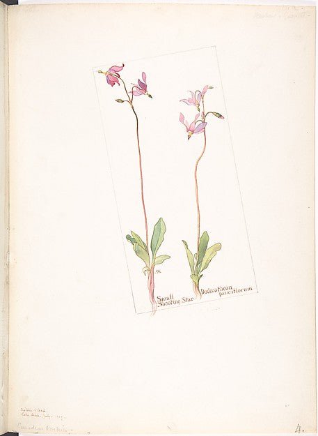 Small Shooting Star Dodecatheon pauciflorum Juky, 1909-Margar, vintage art, A3 (16x12") Poster Print