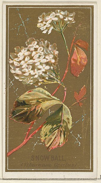:Snowball from the Flowers series for Old Judge Cigarettes 1890, vintage artwork, 16x12"(A3) Poster Print