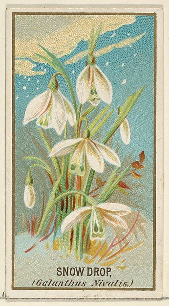 :Snowdrop from the Flowers series for Old Judge Cigarettes 1890, vintage artwork, 16x12"(A3) Poster Print