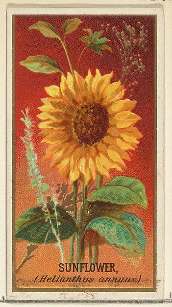 :Sunflower from the Flowers series for Old Judge Cigarettes 1890, vintage artwork, 16x12"(A3) Poster Print