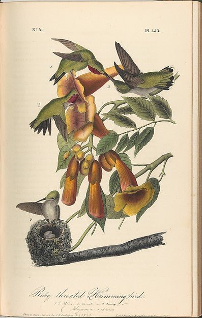 The Birds of America from Drawings Made in the United State-16x12"(A3) Poster