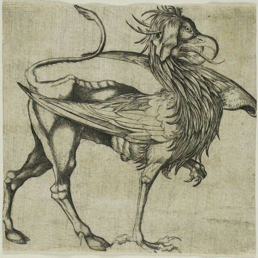The Griffin by After Martin Schongauer, 23x16"( A2 size ) Poster Print