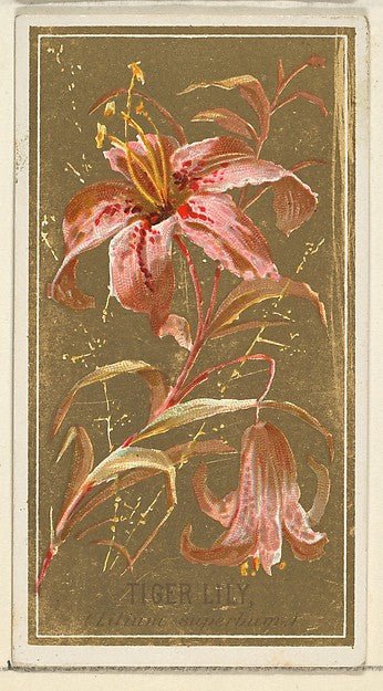 :Tiger Lily from the Flowers series for Old Judge Cigarettes 1890, vintage artwork, 16x12"(A3) Poster Print