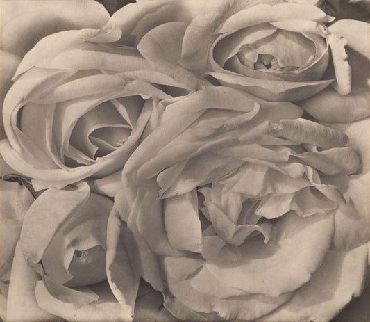 Tina Modotti - Roses Mexico, vintage historic photograph, modern poster print