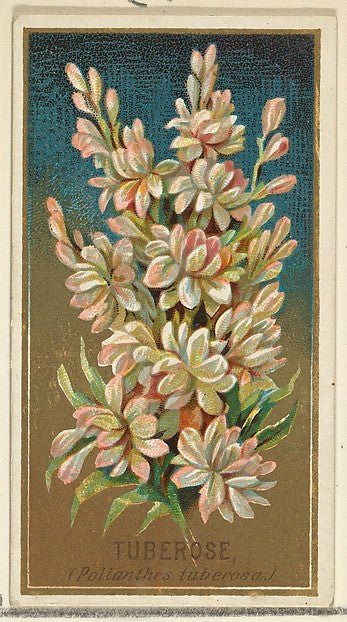 :Tuberose from the Flowers series for Old Judge Cigarettes 1890, vintage artwork, 16x12"(A3) Poster Print