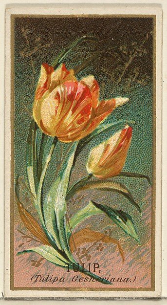 :Tulip from the Flowers series for Old Judge Cigarettes 1890, vintage artwork, 16x12"(A3) Poster Print