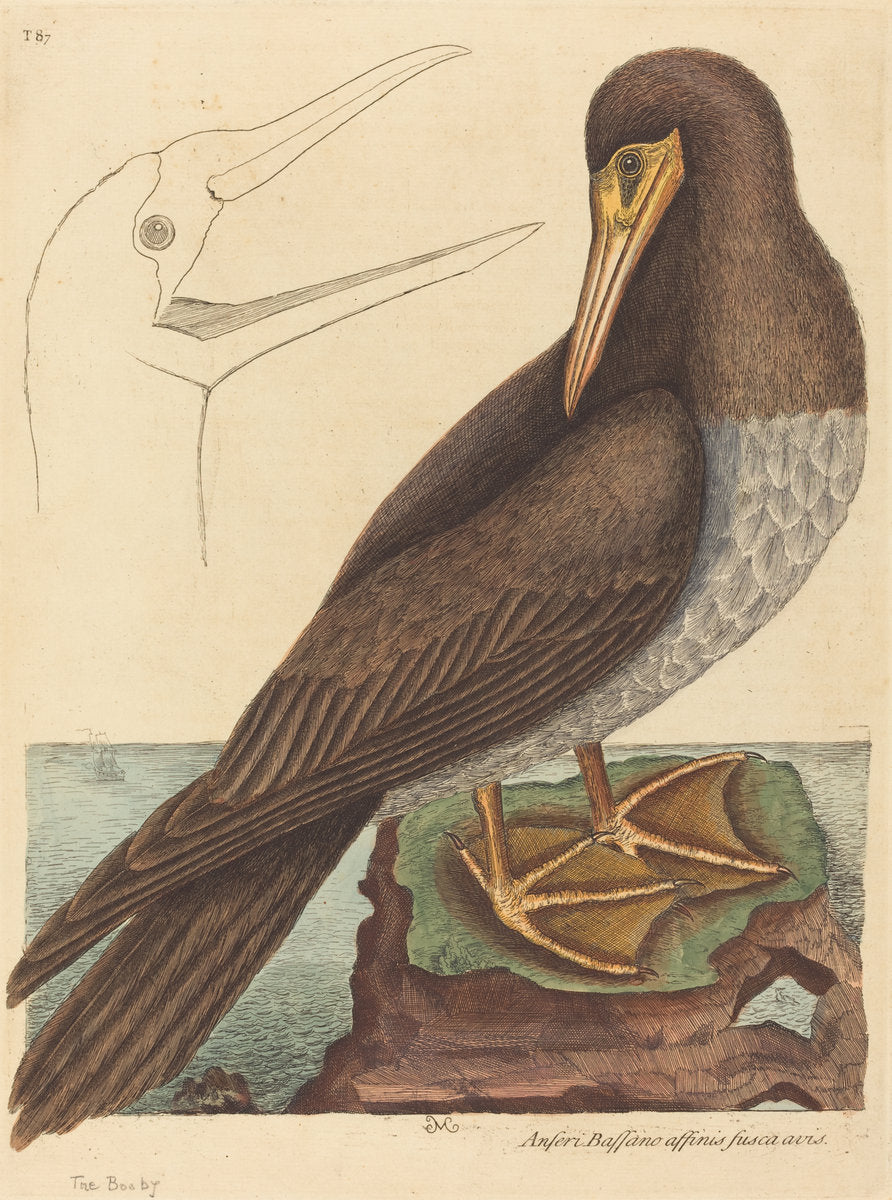 The Booby (Pelecanus Sula) by Mark Catesby (English, 1679 - 1749), 16X12"(A3)Poster Print