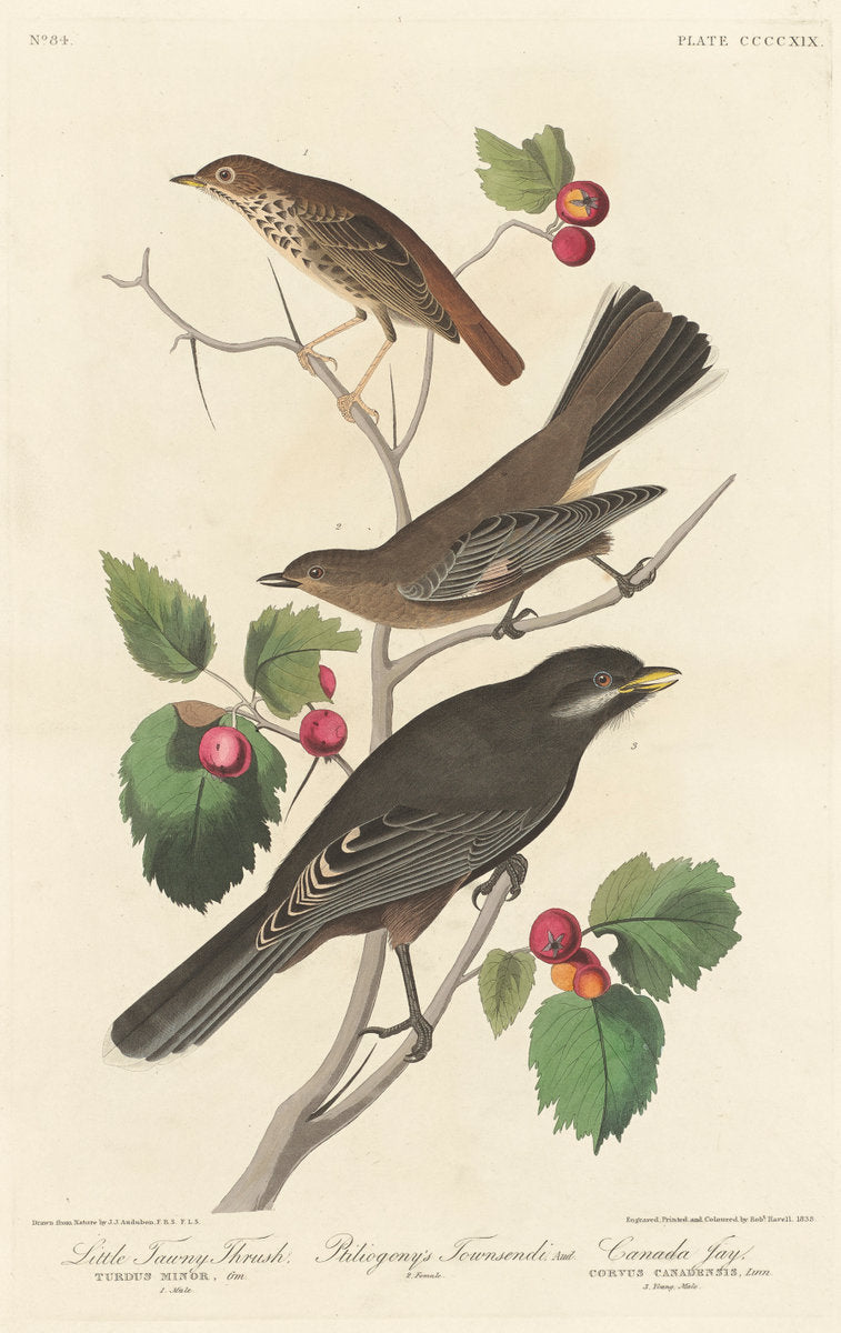 Little Tawny Thrush by Robert Havell after John James Audubon (American, 1793 - 1878), 16X12"(A3)Poster Print