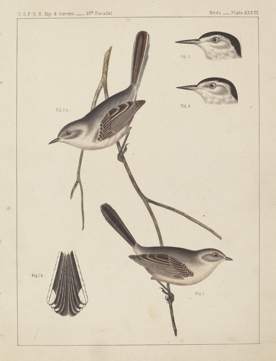 color lithograph by American 19th Century (Birds - U.S.P.R.R. Exp. & Surveys, 35th Parallel), 16X12"(A3)Poster Print