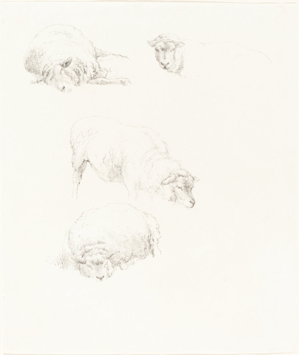 Studies of Sheep by Robert Hills (British, 1769 - 1844), 16X12"(A3)Poster Print