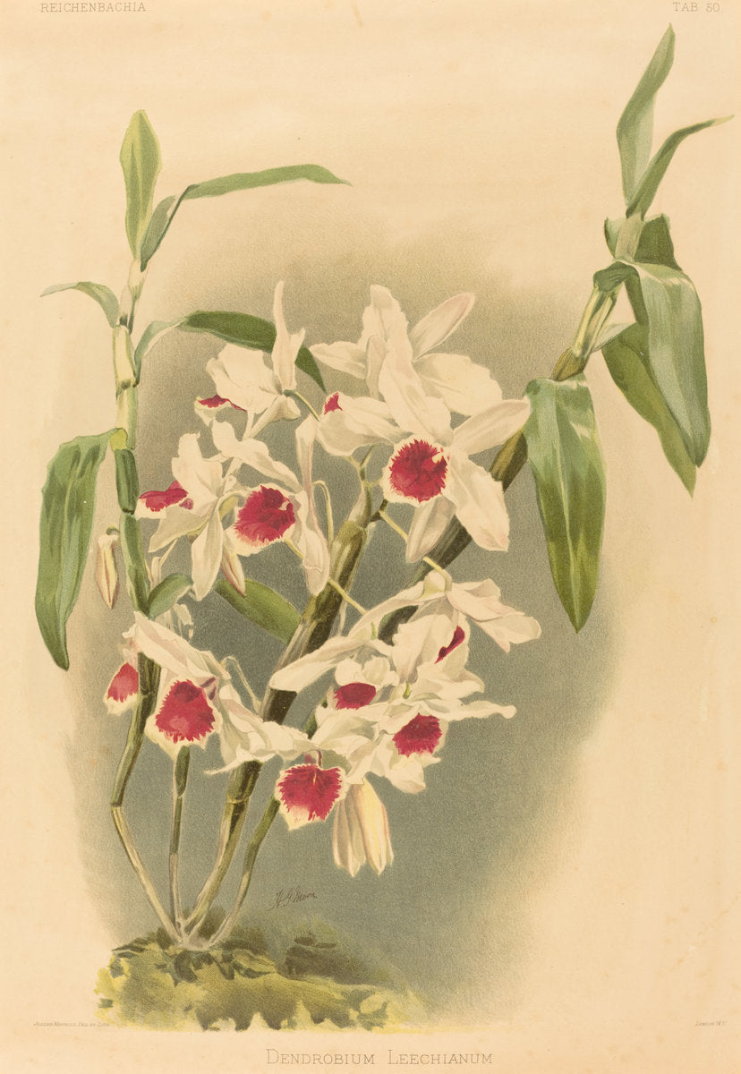 Dendrobium Leechianum by Joseph Mansell after Henry George Moon (British, active 19th century), 16X12"(A3)Poster Print