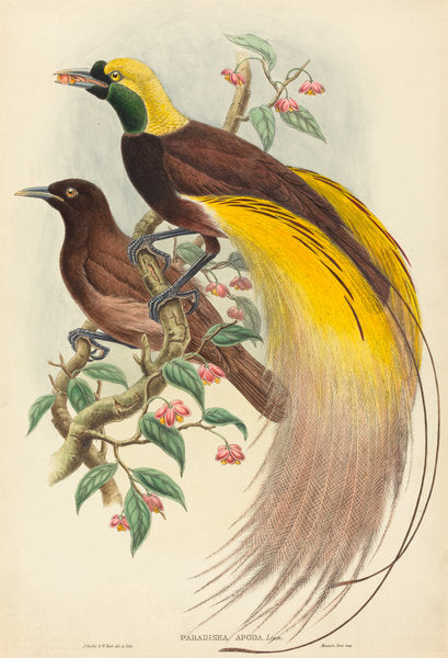 Bird of Paradise (Paradisea apoda) by John Gould and W. Hart (British, 1804 - 1881), 16X12"(A3)Poster Print
