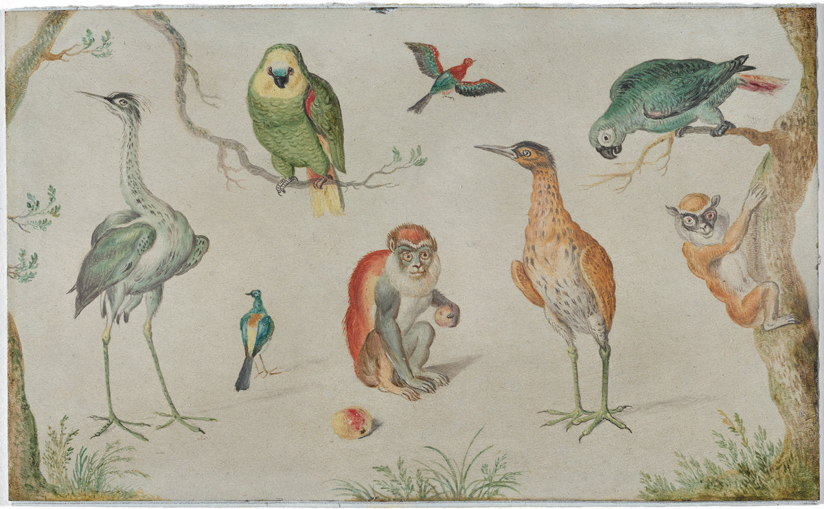 1660/1670 by Circle of Jan van Kessel (Study of Birds and Monkeys), 16X12"(A3)Poster Print