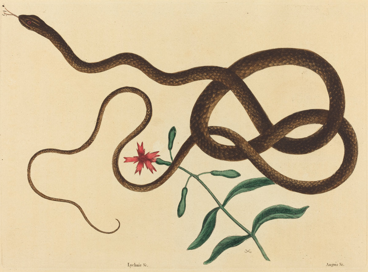 The Coach-Whip Snake (Coluber flagellum) by Mark Catesby (English, 1679 - 1749), 16X12"(A3)Poster Print