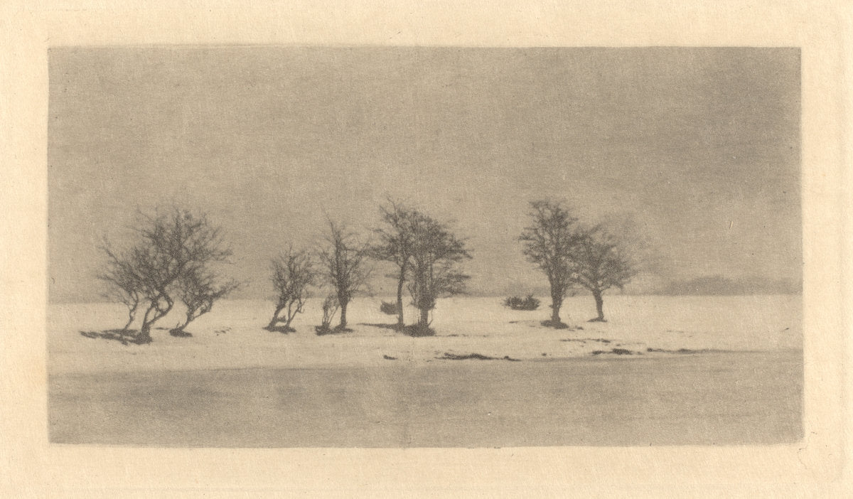 Gnarled-Thorn Trees by Peter Henry Emerson (British, 1856 - 1936), 16X12"(A3)Poster Print