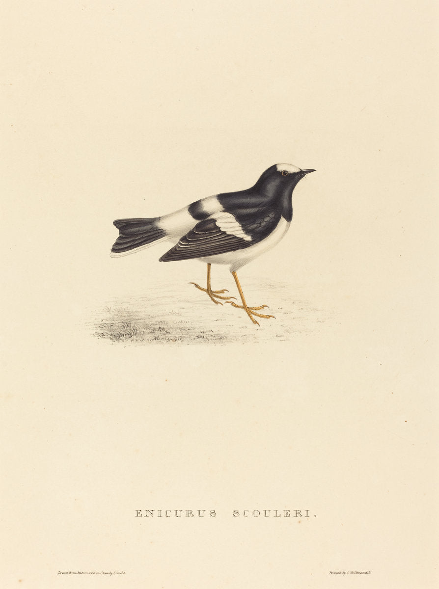 Enicurus Scouleri (Little Forktail) by Elizabeth Gould (British, 1804 - 1841), 16X12"(A3)Poster Print