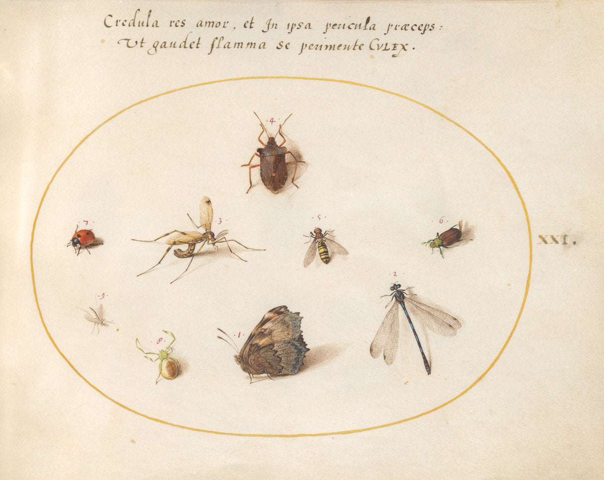 Animalia Rationalia et Insecta (Ignis): Plate XXI by Joris Hoefnagel (Flemish, 1542 - 1600), 16X12"(A3)Poster Print