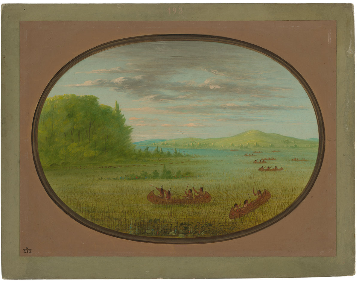 Gathering Wild Rice - Winnebago by George Catlin (American, 1796 - 1872), 16X12"(A3)Poster Print