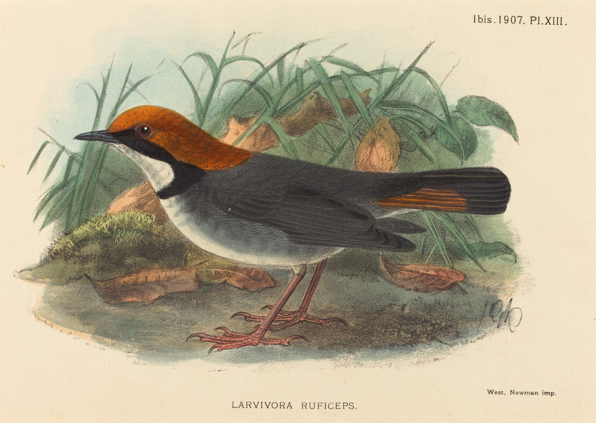 hand-colored lithograph by British 19th Century (Bird (Larvivora Ruficeps)), 16X12"(A3)Poster Print