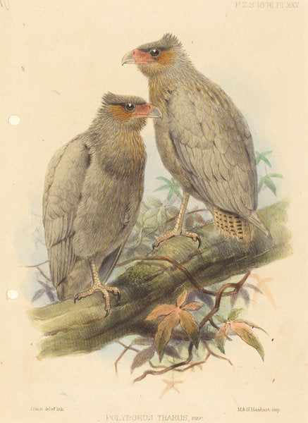 Polyborus Tharus, Var. by J. Smit (British, active 19th century), 16X12"(A3)Poster Print
