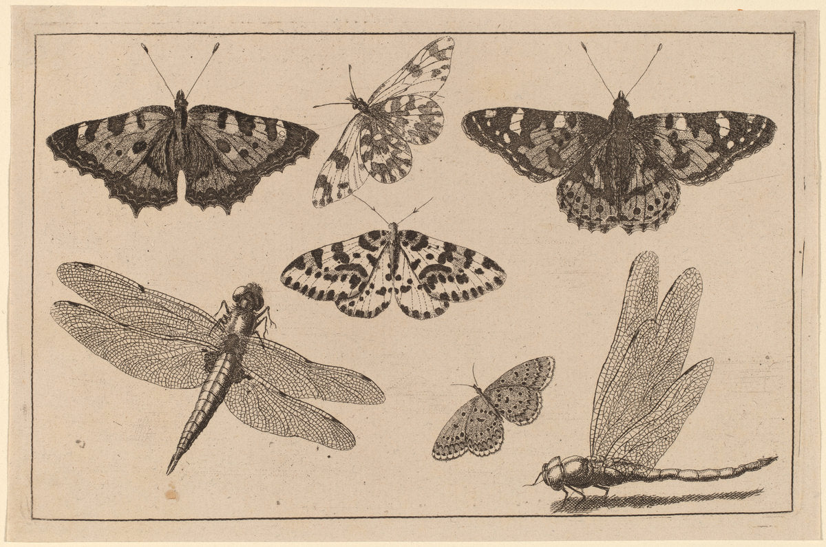 Two Dragonflies and Five Butterflies by Wenceslaus Hollar (Bohemian, 1607 - 1677), 16X12"(A3)Poster Print