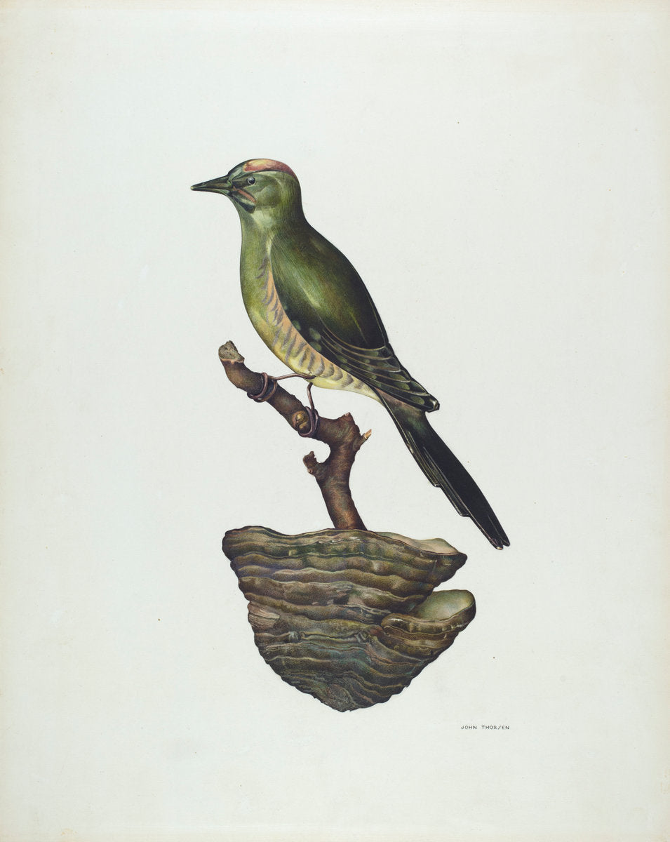 Robin (German?) by John Thorsen (American, active c. 1935), 16X12"(A3)Poster Print