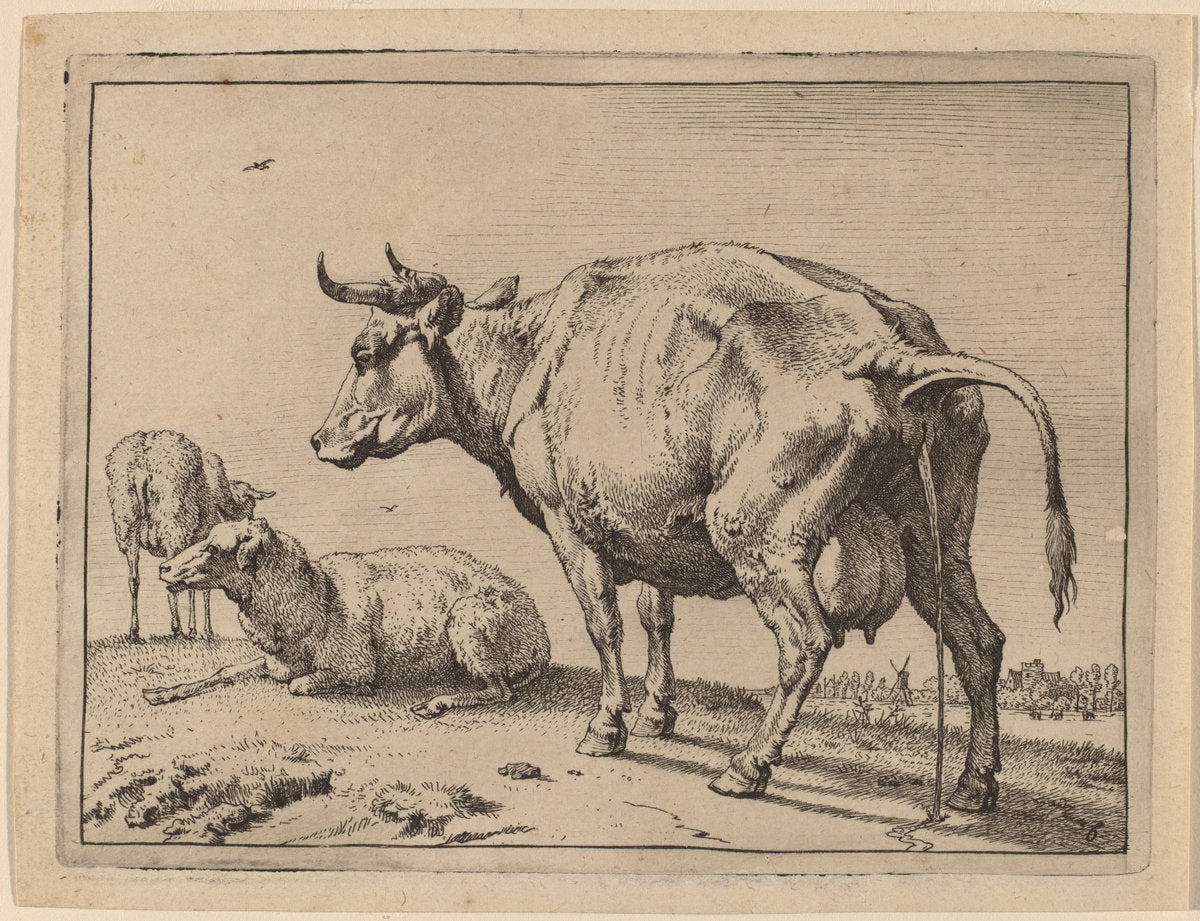 Pissing Cow by Paulus Potter (Dutch, 1625 - 1654), 16X12"(A3)Poster Print