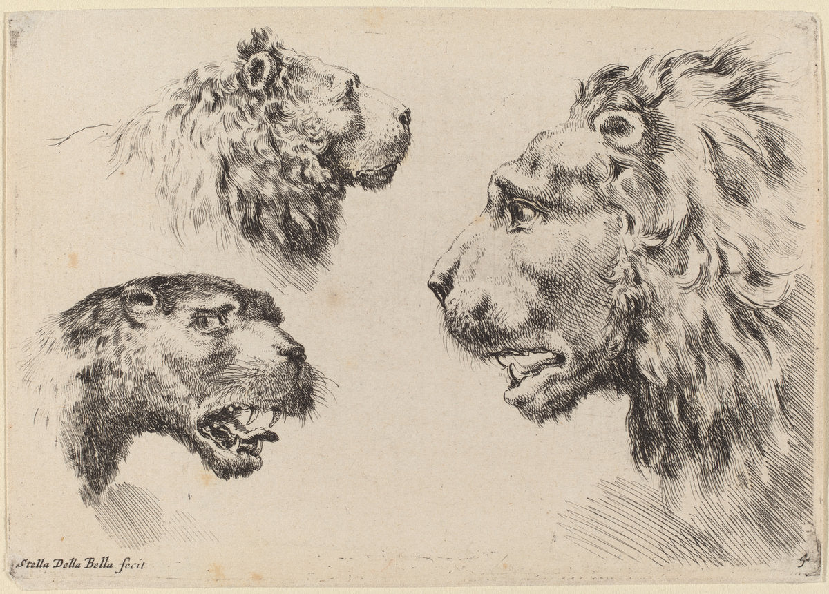 Three Lion Heads by Stefano Della Bella (Italian, 1610 - 1664), 16X12"(A3)Poster Print
